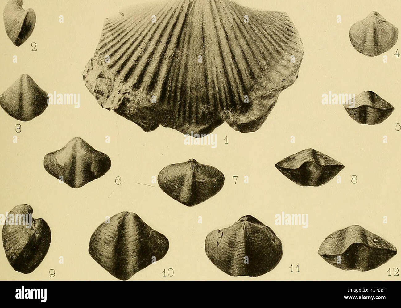 . Bulletin de la société géologique de France. Geologie. dloU de DM. CD. yl. OEU' ecl Bull. Soc. Géol.de Frankreich. 4e Série, T.I, PL VI. Séance du 18 Mars 1901.. Bitte beachten Sie, dass diese Bilder sind von der gescannten Seite Bilder, die digital für die Lesbarkeit verbessert haben mögen - Färbung und Aussehen dieser Abbildungen können nicht perfekt dem Original ähneln. extrahiert. Société géologique de France. Paris: La Société Stockfoto