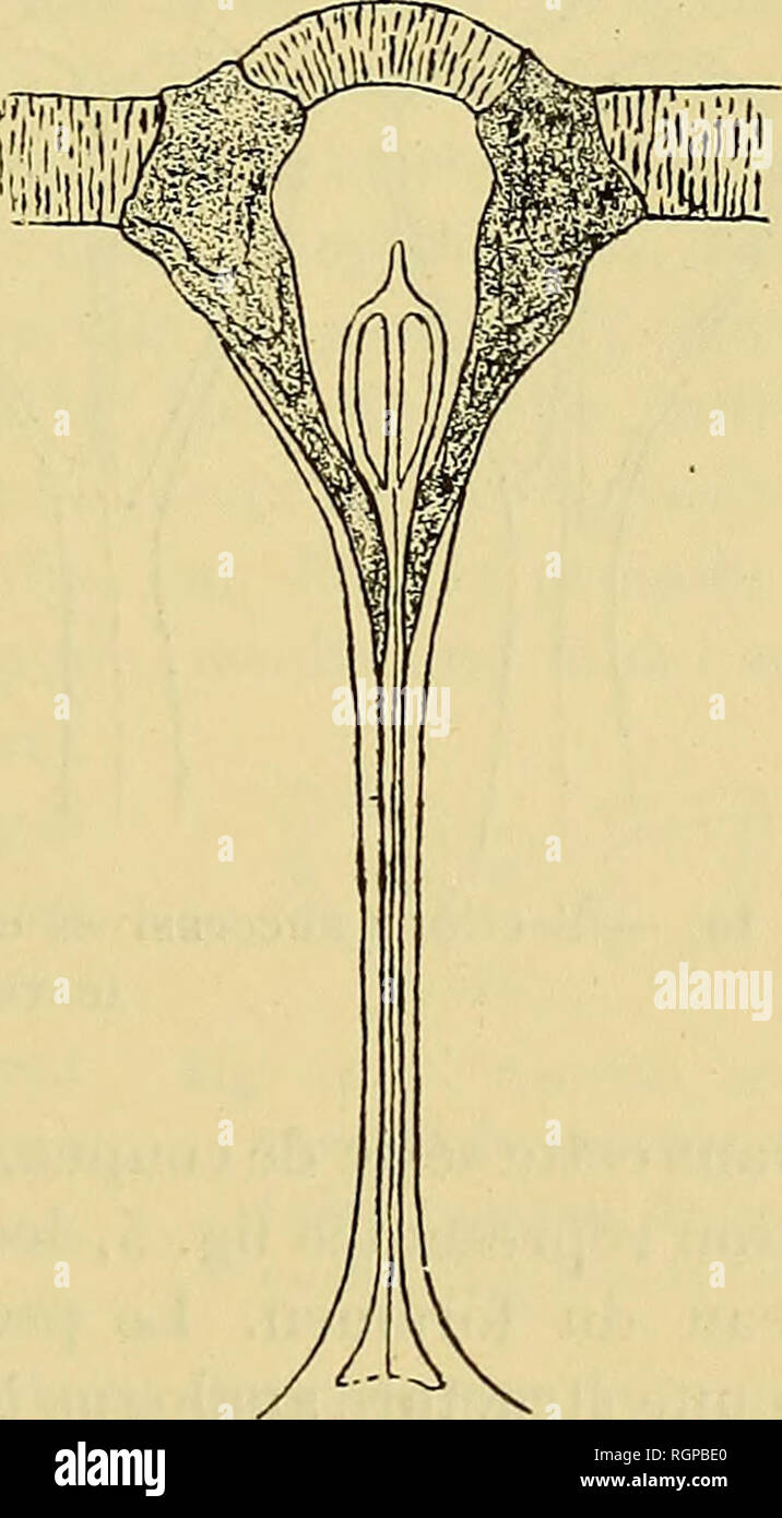 . Bulletin de la SociÃ©tÃ© gÃ©ologique de France. Geologie. Abb. 7. Â Abschnitt montrant à l'intÃ©Rieur-des-Plaketten dentales, les Traces de Dellen. bien que trÃ¨s Gehacktes, consei ^ ve cependant Sohn individualitÃ © Entre les Deux Plaketten dentales et, en gÃ©nÃ©Ral, est trÃ¨s verschiedene dans les Coupes, tout au * dans la Partie de la apicale Ventil ventrale; am y-mÃªme distingue les deux Geldbußen lamelles qui le konstituierenden sur toute sa Länge. Par suite de l'accole- ment des Deux Plaketten dentales sur chacun de ses Côté tÃ©s, le Sep-tum, ne se trouvant en plus Con-tact avec Le manteau, n'a pu accroÃ® t Stockfoto