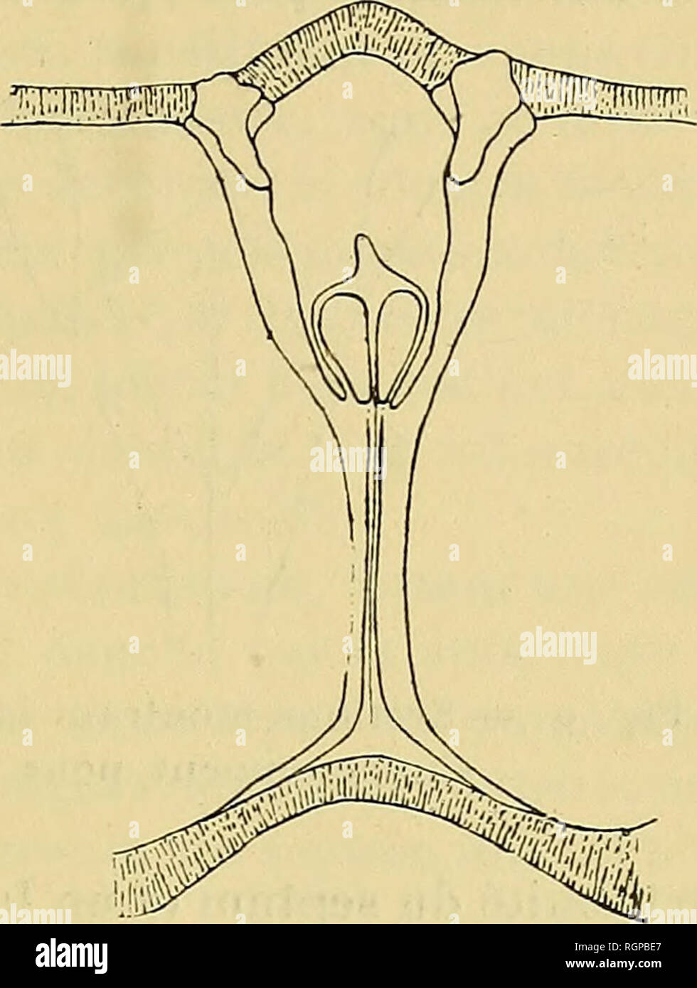 . Bulletin de la SociÃ©tÃ© gÃ©ologique de France. Geologie. T90 ICH FOSSILIEN DEVONIENS DE SANTA-LUCIA 247. Abb. 7. Â Abschnitt montrant à l'intÃ©Rieur-des-Plaketten dentales, les Traces de Dellen. bien que trÃ¨s Gehacktes, consei ^ ve cependant Sohn individualitÃ © Entre les Deux Plaketten dentales et, en gÃ©nÃ©Ral, est trÃ¨s verschiedene dans les Coupes, tout au * dans la Partie de la apicale Ventil ventrale; am y-mÃªme distingue les deux Geldbußen lamelles qui le konstituierenden sur toute sa Länge. Par suite de l'accole- ment des Deux Plaketten dentales sur chacun de ses Côté tÃ©s, le Sep-tum, ne se trouvant Plus e Stockfoto