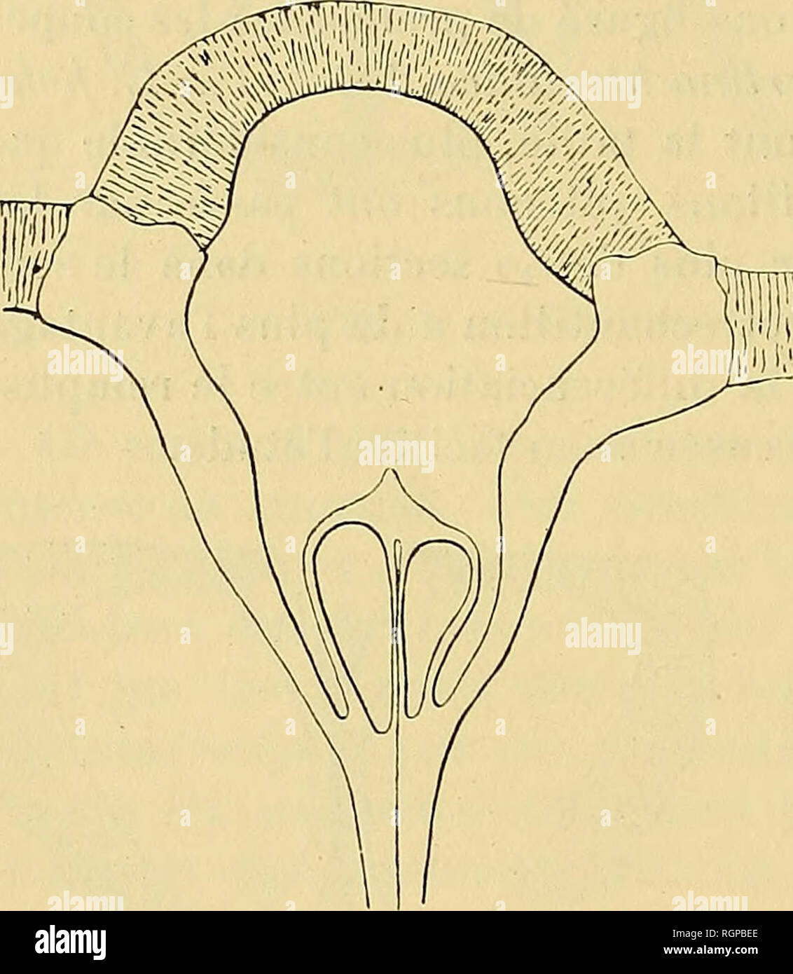 . Bulletin de la SociÃ©tÃ© gÃ©ologique de France. Geologie. Abb., 5. Abschnitt de Cyrtina heteroclita commenÃ § ant À atteindre Le pseudodeltidium. le septum mÃ©Dian, bien que trÃ¨s Gehacktes, laisse cependant trÃ¨s nettement distincte La Ligne de sÃ©paration Entre les Deux lamelles qui le konstituierenden, ligne qui se poursuit Ã©galement dans la cloison divisant la cavitÃ © Piriforme. Le Septum est flanquÃ © des Deux Plaques sind Schauplätze dentales qui s'accoler contre Lui; par Suite de cette Disposition, le Septum, dans cette Par-tie-de la Ventil, ne se trouvant plus en Contact avec Le manteau, cesse de se eingerichtet Stockfoto