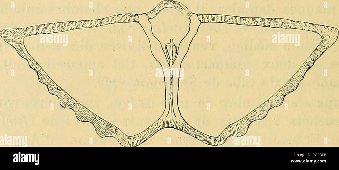 . Bulletin de la SociÃ©tÃ© gÃ©ologique de France. Geologie. Ein 46 D.-S. Ich ÅHLERt 8 Mars et de sa disposition cloisonnÃ© e, est situÃ© sur le prolongement du septum mÃ©Dian (Abb. 4) dont Il n'est d'ailleurs que la Fortsetzung ^;. Abb., 5. Abschnitt de Cyrtina heteroclita commenÃ § ant À atteindre Le pseudodeltidium. le septum mÃ©Dian, bien que trÃ¨s Gehacktes, laisse cependant trÃ¨s nettement distincte La Ligne de sÃ©paration Entre les Deux lamelles qui le konstituierenden, ligne qui se poursuit Ã©galement dans la cloison divisant la cavitÃ © Piriforme. Le Septum est flanquÃ © des Deux Plaketten dentales qui sind v Stockfoto