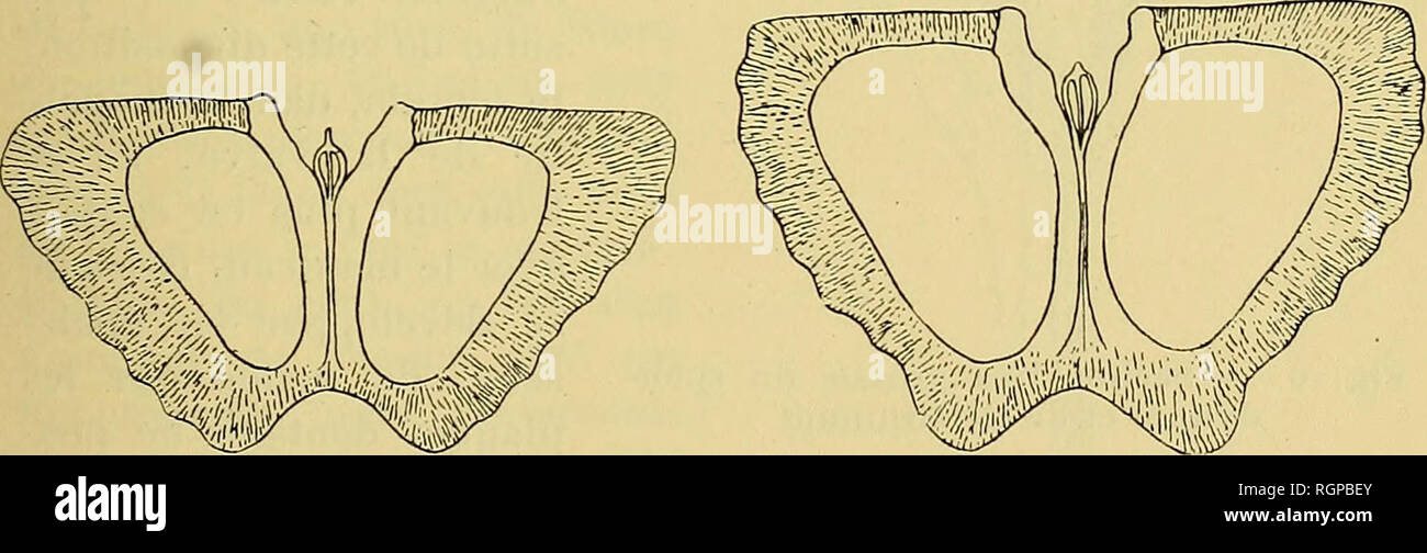 . Bulletin de la SociÃ©tÃ© gÃ©ologique de France. Geologie. 190 r FOSSILIEN DEVOXIENS UCIA DE SANTA-I 245 dans les coupes donnÃ©es par MM. Hall et Clarke; ces Auteurs ont non seulement montrÃ©d'une Fassade § auf Ã © vidente l'Existenz de ce caractÃ¨re, Mais ont encore indiquÃ © qu'à la Rencontre du Septum et des Deux Plaketten dentales, il existe une chambre tubulaire qui, ainsi qu'ils l'ont observÃ © chez Cyrtina rosti^ Ata, paraÃ® t Ãªtre traver - sÃ©e par le septum mÃ©Dian, venant La diviser, ils disent, d'une Fassade § auf irrÃ©guliÃ re ¨ en Deux compartiments. Cet appareil serait, d'Après-ski enx, l'homolog du tu Stockfoto