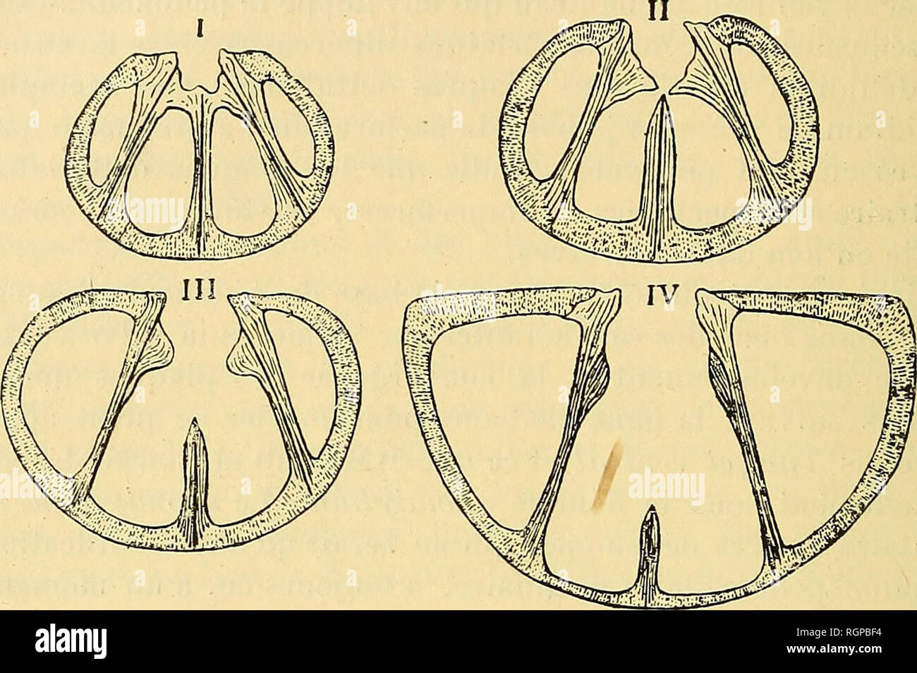 . Bulletin de la SociÃ©tÃ© gÃ©ologique de France. Geologie. 244 D.-S. Ich ÅHLERÃ 8 Mars À © chantillons que M. eine Dereims recueillis dans cette Località ©, et qu'il a Bien voulu nous Abandonner. Les Coupes montrent non seulement la Disposition des Plaques dentales et du Septum, Mais aussi leur Struktur. Abb. 3. Â Abschnitte de Spiri/Erina rostrata. Auf constate premiÃ¨rement que ces cloisons, rÃ©sultant d'un Replizieren interne du Manteau, sind constituÃ©es par Deux couches accolÃ © es l'une à l'autre et dont l'Ã©paisseur variable indique que la sÃ©crÃ©tion calcaire a Ã©tÃ© plus abondante sur Punkte schneckaufkommen; Stockfoto