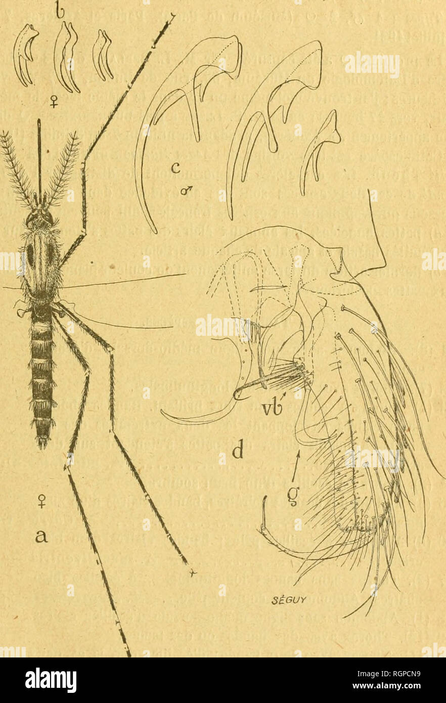 . Bulletin de la SociÃ©tÃ© entomologique de France. Entomologie. SÃ©ance du 13 juillet 192 I, 193. Abb. 1. Â Aedes {Ochlerolalus) Berlandi, n. sp. Âa, Femelle adulte (Schloss © - matique) X 15; h, ongles de la Q: c, ongles du (f (de gauche À droite: ongles de la V'Paire de pattes, de La 2, LA 3 Â"); d, appareil gÃ©nital cf; g, 2" Artikel de la gonapophyx; Vb, verrue basale.. Bitte beachten Sie, dass diese Bilder aus gescannten Seite Bilder, die digital für die Lesbarkeit verbessert haben mögen - Färbung und Aussehen dieser Abbildungen können nicht perfekt die Ori ähneln extrahiert werden Stockfoto