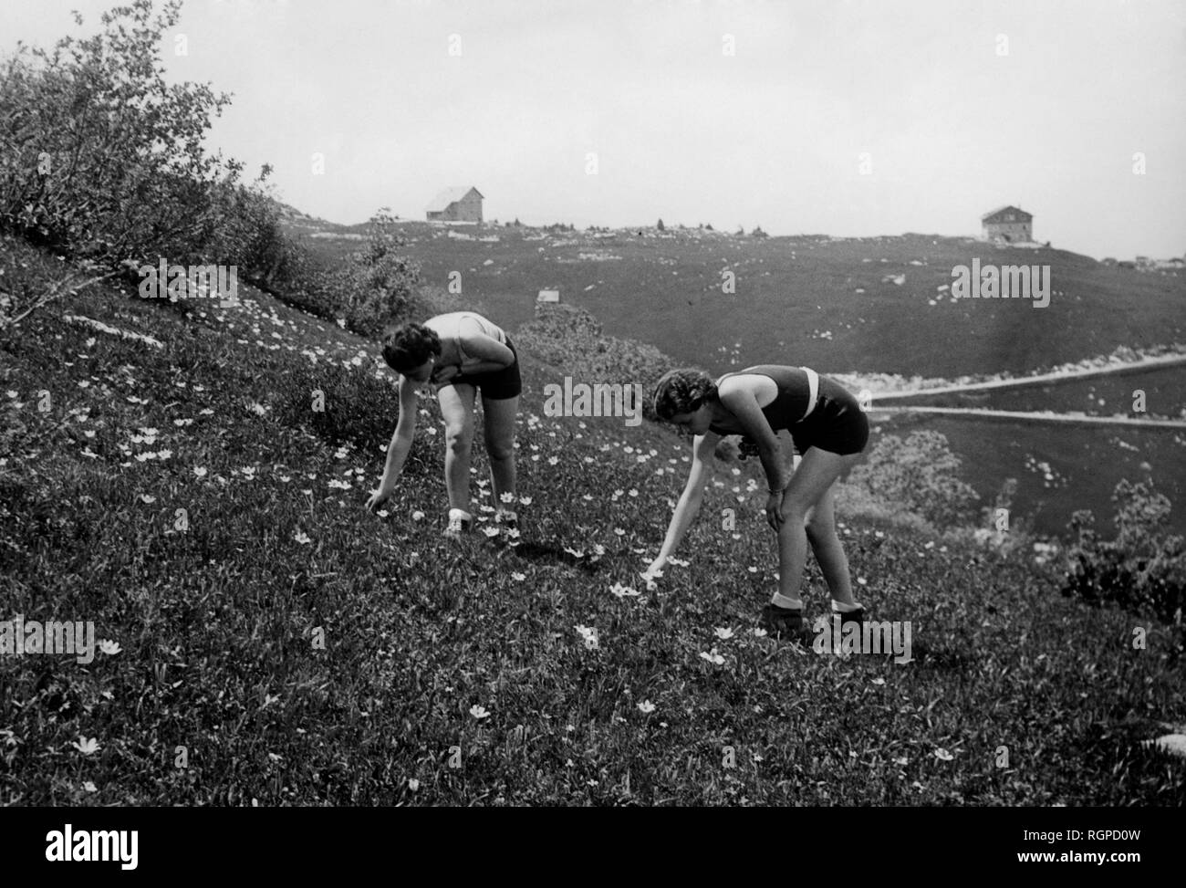 Italien, Trentino, Monte Bondone, Sammlung von butterblumen, 1930-40 Stockfoto