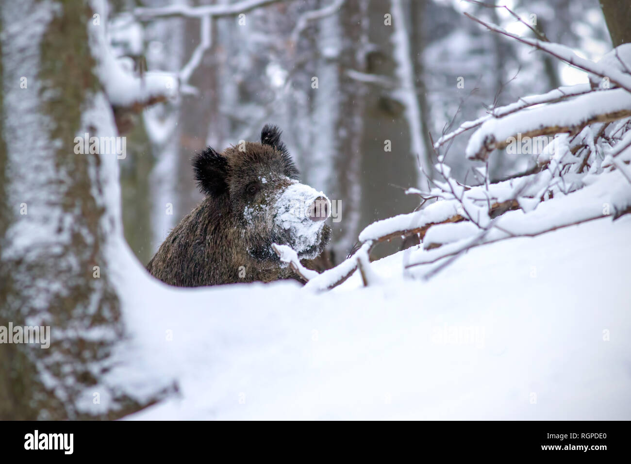 Wildschwein im Winter peeking mit Schnee auf der Nase Stockfoto