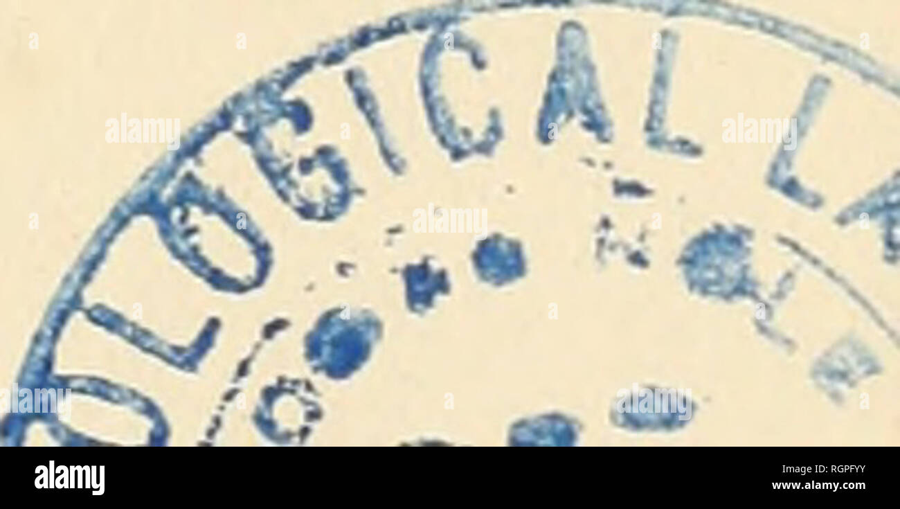 . Bulletin de la SociÃ©tÃ© royale de botanique de Belgique. SociÃ©tÃ© royale de botanique de Belgique; Botanik. (169) ont une inipoitance Variable, considÃ © Sivberichterstattungen dans le S. kann moindre dkans, Dans d'autres Espò ¨ ces. Des Gruppen de cellules Ã © paissies se rencontrent dans la moelle des S. alba et Iremula, et de quelques autres Espò ¨ ces voisines. Ceux (jue Nous avons observÃ©s dans la moelle du P. Tremula sind rÃ©ellement admirables, quand on est Schmuddelkind Ã en faire une bonne Coupé. La Vieille Ã © corce se Dekor laclie en Plaques, comme Celle des Platanus, dans le Salix amyfjdalina et dans Deux autre Stockfoto