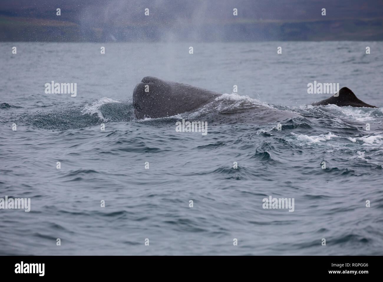 Pottwal, Pott-Wal, Pottwale Physeter macrocephalus, Potwal,, Physeter catodon, Pottwal, Kaschelot Pottwal, große Pottwal, cachalot, Le gra Stockfoto