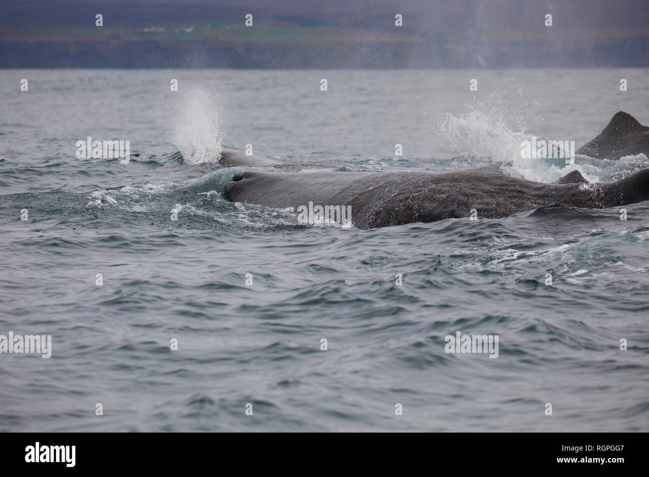 Pottwal, Pott-Wal, Pottwale Physeter macrocephalus, Potwal,, Physeter catodon, Pottwal, Kaschelot Pottwal, große Pottwal, cachalot, Le gra Stockfoto