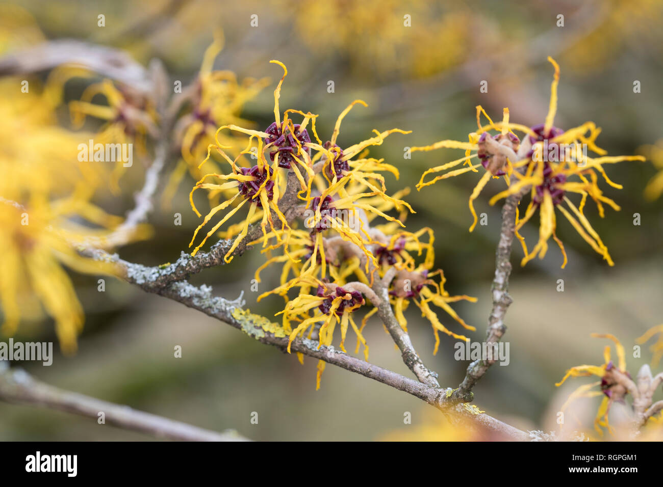 Pfister, Japanische Zaubernuß Zaubernuss, Hamamelis japonica, Japanische Zaubernuss, Hexe - Hazel Stockfoto