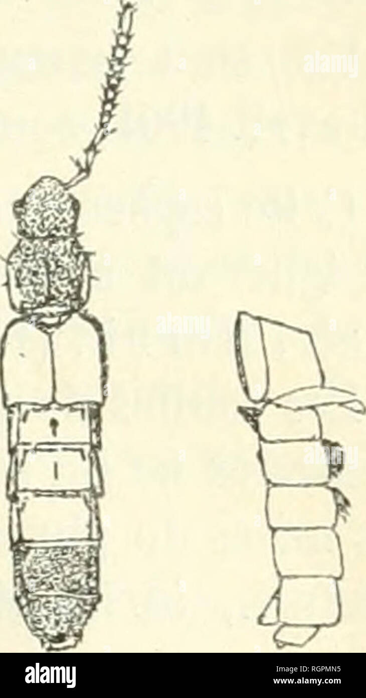 . Bulletin de la SociÃ©tÃ© entomologique de France. Entomologie. Sc'Ance du 11 Dekor cembre 1901. 347 Dove. Â Rouge, Longue de l.o Mühle; verrues misphÃ cingentes hÃ©©-Riques, Petites, ne se touchant Pas. Punkt de Spatule. Soies des Pa-pilles à Peine visibles. CiiUr. Â© mitÃ ExtrÃ©des pousses de AchiUea (? /Jseado - pcctiiKttd Janka) Lui peu renflÃ©e, velue, subligneuse, pluriloculaire. Transformation dans la Galle Au Printemps weiter. l'atrie. Â Bunardschik-Ã¯epÃ © lU'Ã¨s de Philippople RoumÃ © liegen orientieren. I. aoÃ"t 1900. Beschreibung d'un Nouveau Staphylinide de la Haute Provence [Aleochara [Cei-a Stockfoto