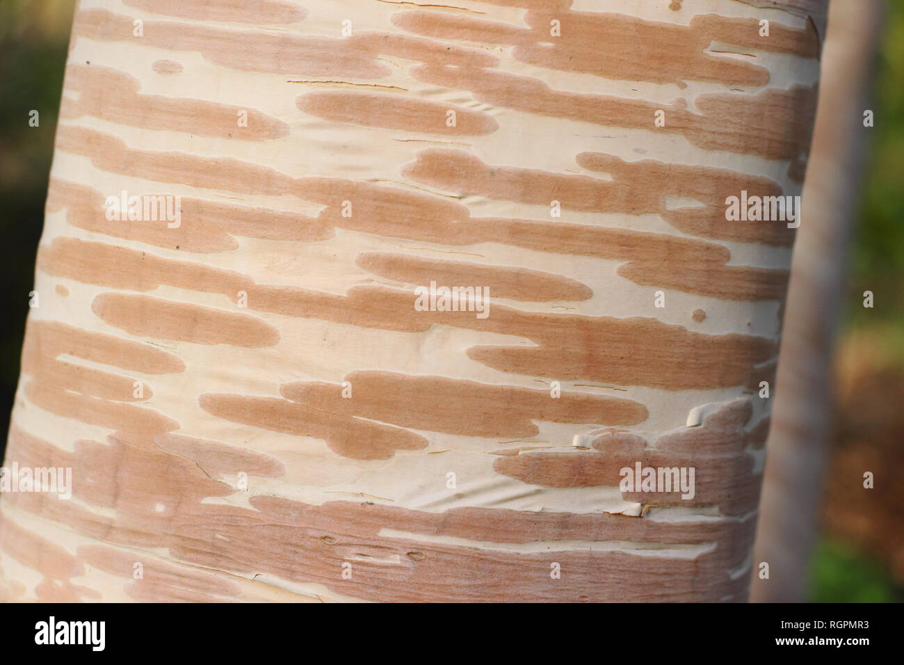 Creme und rosa Rinde von Betula costata' Grayswood Hügel', manchmal auch Erman's Birke' Grayswood Hügel', November, Großbritannien Stockfoto