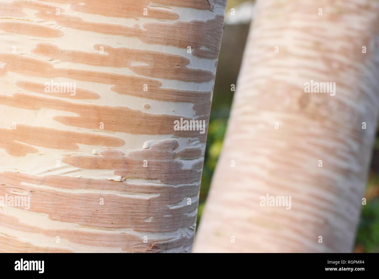 Creme und rosa Rinde von Betula costata' Grayswood Hügel', manchmal auch Erman's Birke' Grayswood Hügel', November, Großbritannien Stockfoto