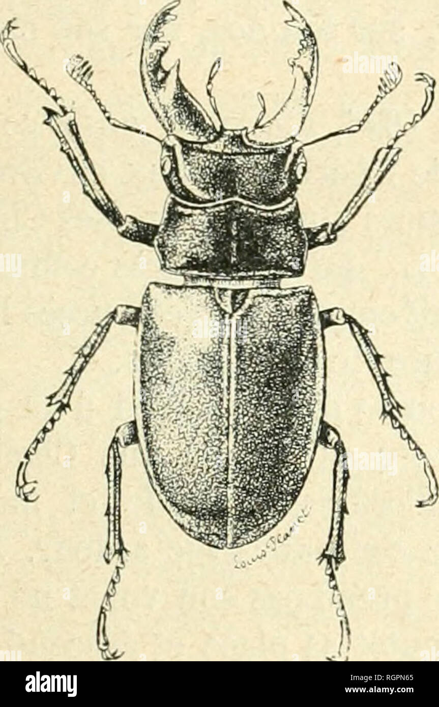 Bulletin De La Socia C Ta C Entomologique De France Entomologie Si Iin Lia 2 Murs 1896 169 Idiit Les Mandibules Aurtiiciil Vunr R Taiitiv La Stnic Tiirc De Ccllr In Diqua C E Ci Dessus