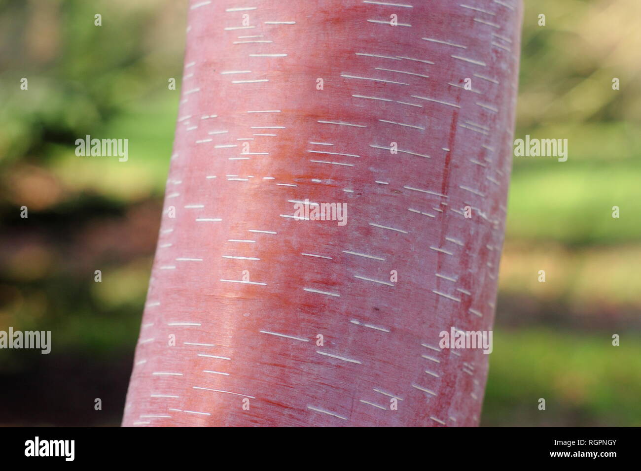 Betula albosinensis 'China Ruby' Chinesischen Roten Birkenrinde im Winter, Großbritannien Stockfoto