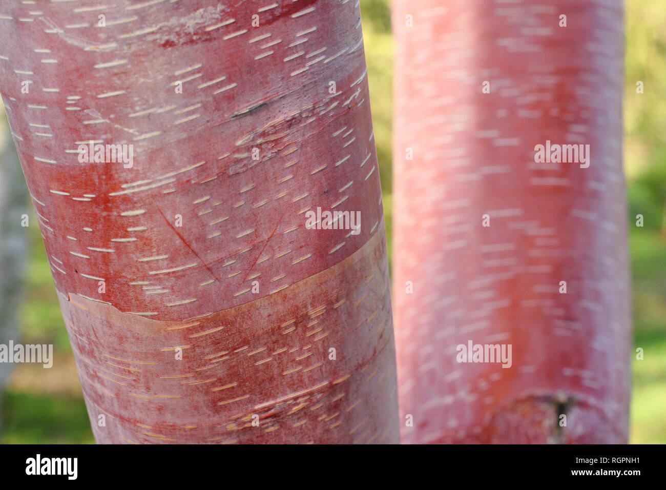Betula albosinensis 'China Ruby' Chinesischen Roten Birkenrinde im Winter, Großbritannien Stockfoto