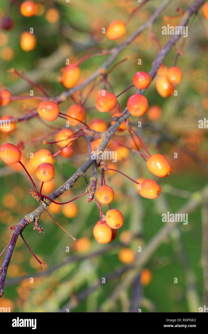 Malus 'Indische Magie'. Crab Apple Früchte der "Indische Magie', eine blühende Crabapple für Langlebigkeit der Früchte im Winter bekannt, UK Garten Stockfoto