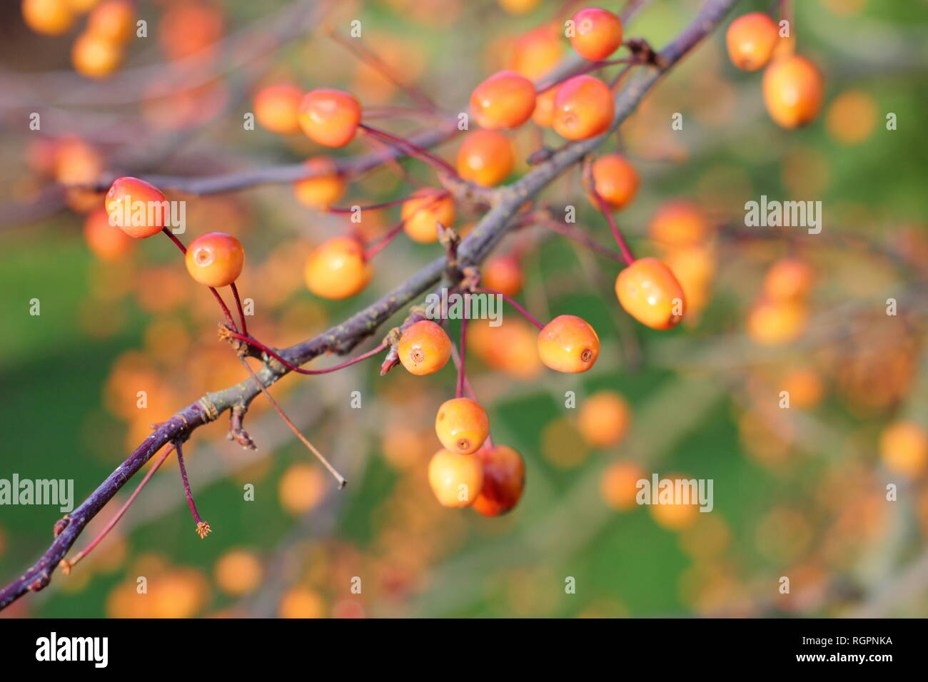Malus 'Indische Magie'. Crab Apple Früchte der "Indische Magie', eine blühende Crabapple für Langlebigkeit der Früchte im Winter bekannt, UK Garten Stockfoto