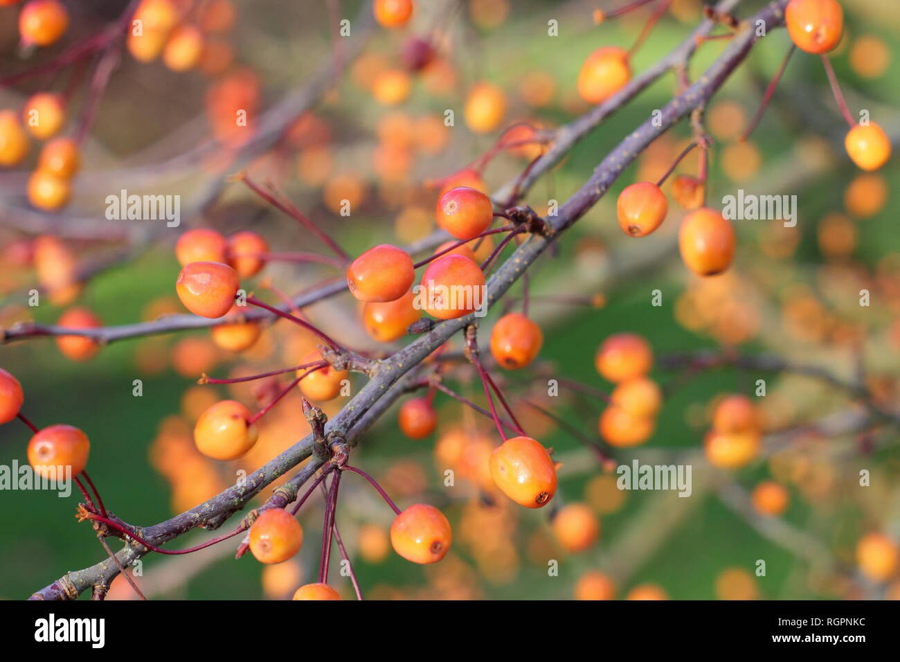 Malus 'Indische Magie'. Crab Apple Früchte der "Indische Magie', eine blühende Crabapple für Langlebigkeit der Früchte im Winter bekannt, UK Garten Stockfoto