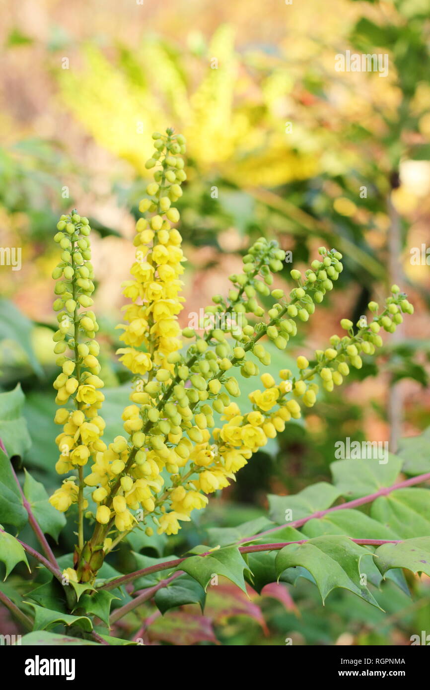 Mahonia x Media" im Gange. Winter Blüten von Mahonia 'Unterwegs' Blüte im Dezember, UK. Auch Mahonie 'Unterwegs' genannt Stockfoto