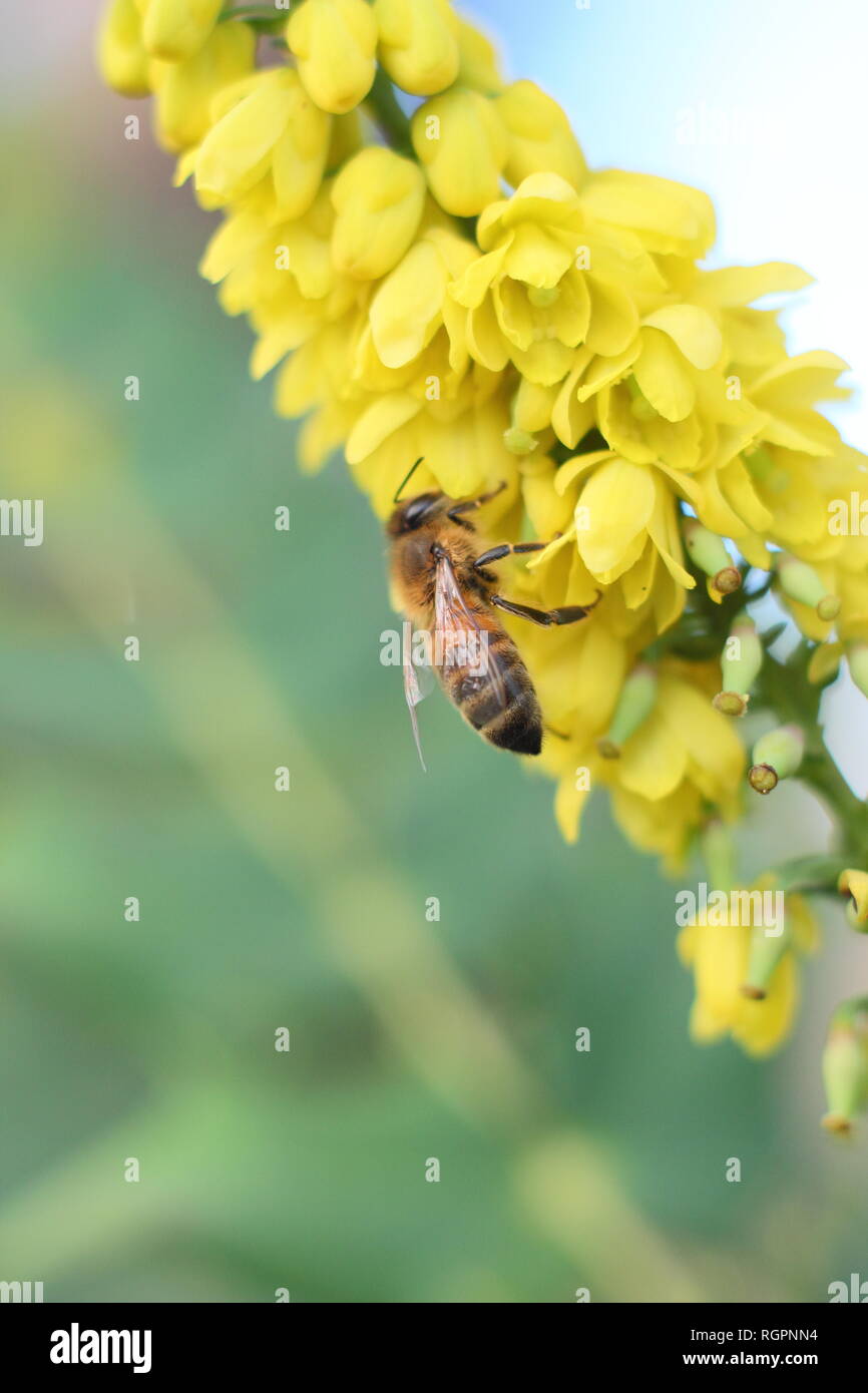 Apis mellifera Fütterung auf Mahonia x Media 'im Gange." Honey Bee Fütterung auf winterblüher Mahonia Strauch im Dezember, Großbritannien Stockfoto