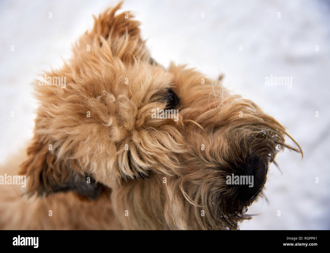 Hund Irish Weizen Terrier im Park. Winter. Hochformat Stockfotografie -  Alamy