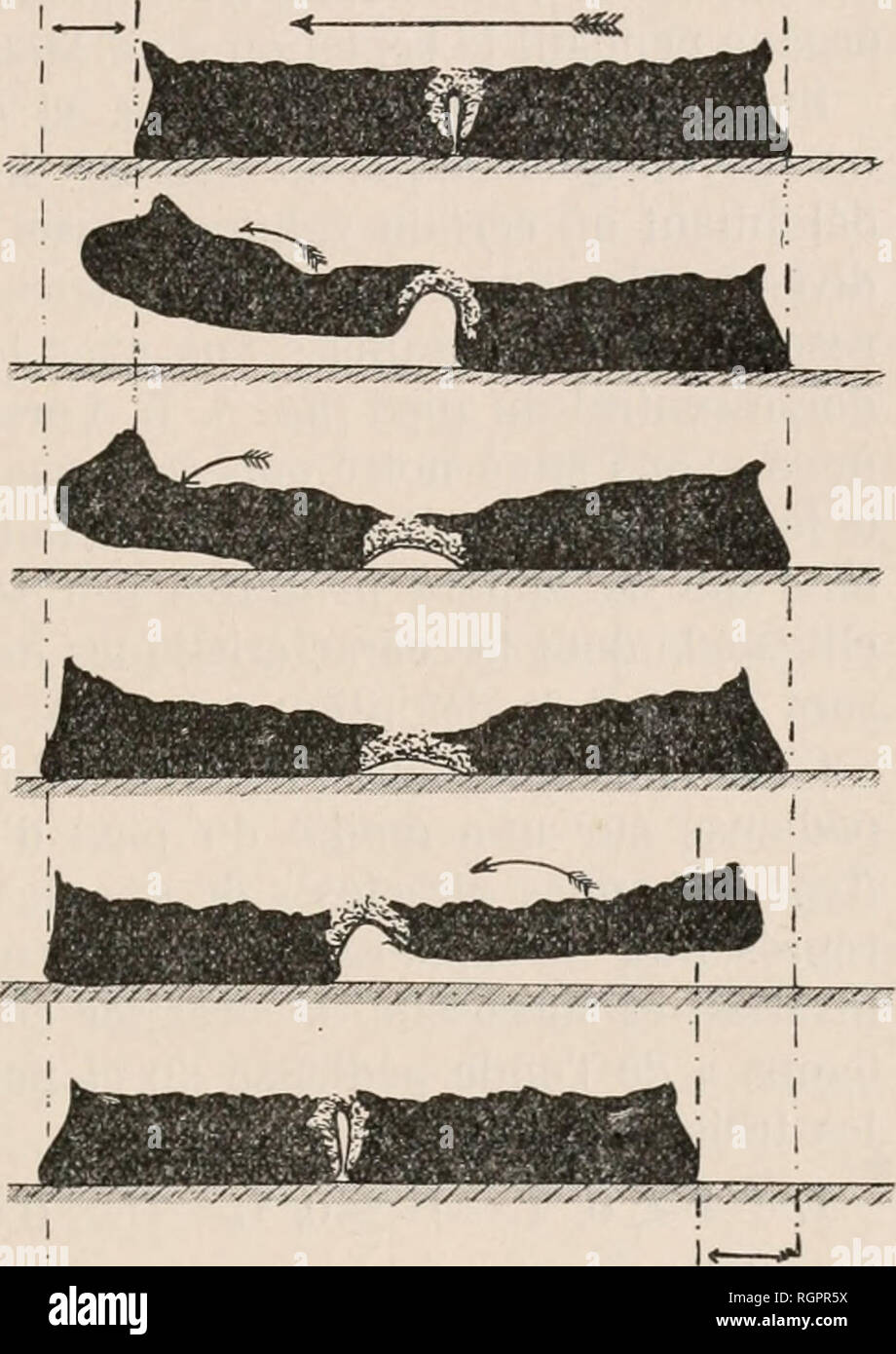 . Bulletin de la SociÃ©tÃ© zoologique de France. Zoologie. SÃANCE DU 28 Juin 1913 245 4° Le compartiment arriÃ¨re du Pied, qui jusqu'alors est restÃ© Ã©tranger À la Progression (tout au plus peiit - auf Noter quelquefois un trÃ¨s faible rÃ©trÃ©cissement Transversale au Moment de la pro-Traktion du compartiment antÃ © Rieur), Quitte alors À son Tour le Substrat et Est presque halÃ©d'une Piétrasanta ¨ ce vers l'avant tout, sans Presque de Dekor Formation (sauf un-lÃ©ger Ã © largissement trans-versal, qui s'widersetzen visiblement au rÃ©trÃ©cissement trÃ¨s fugitif que nous venons de Fahrdienstleiter), Tandis que la Zone s Stockfoto