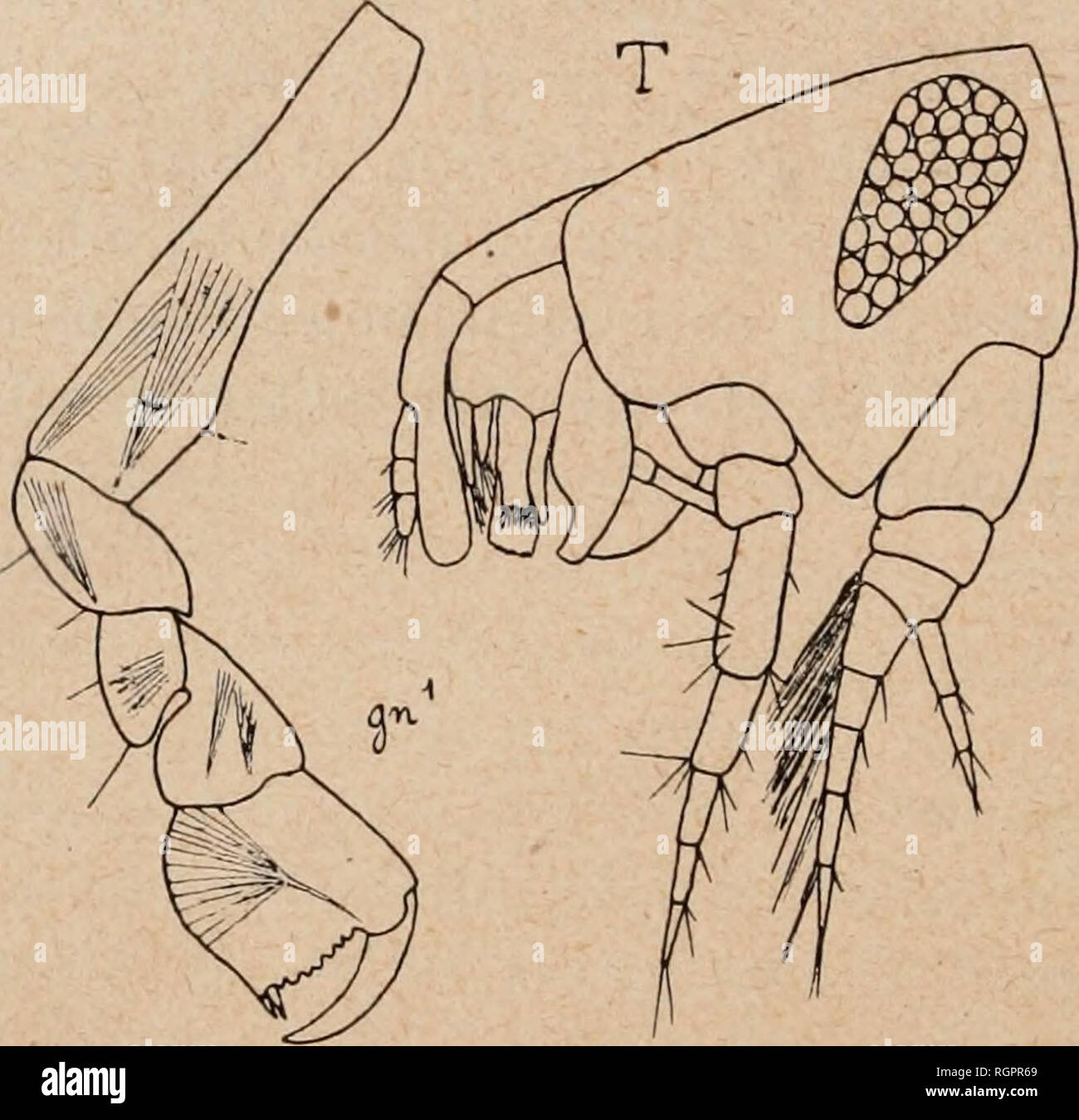 . Bulletin de la SociÃ©tÃ© zoologique de France. Zoologie. 76 SÃANCE DU 24 FÃVRIER 1920 Stebbing (1906, S. 42) considÃ¨re le N. amblf/Op de Sars comme Ã©tant le vÃ©wahrhaft A-. qnadrwmmis (BÃ¢ te et Westw.) et Donne à l'Amphipode Dekor crit par G.0. Sars comme^ V. quadrimanus Le nom de N. Sarsi. Mais dans Leur courte diagnostizieren Ã' Opis quadri-Mana, BÃ¢ te et Westwood (1868, Bd. II, S. 501, Abb.) Dekor Cri-vent et le Bord du palmaire figurent propode des gnathopodes ich comme denticulÃ©, alors que ce-Bord palmaire est Lisse chez les deux Espò ¨ ces Dekor crites par G.0. Sars. J'ai María trouvÃ© Ã©e Basse, da Stockfoto