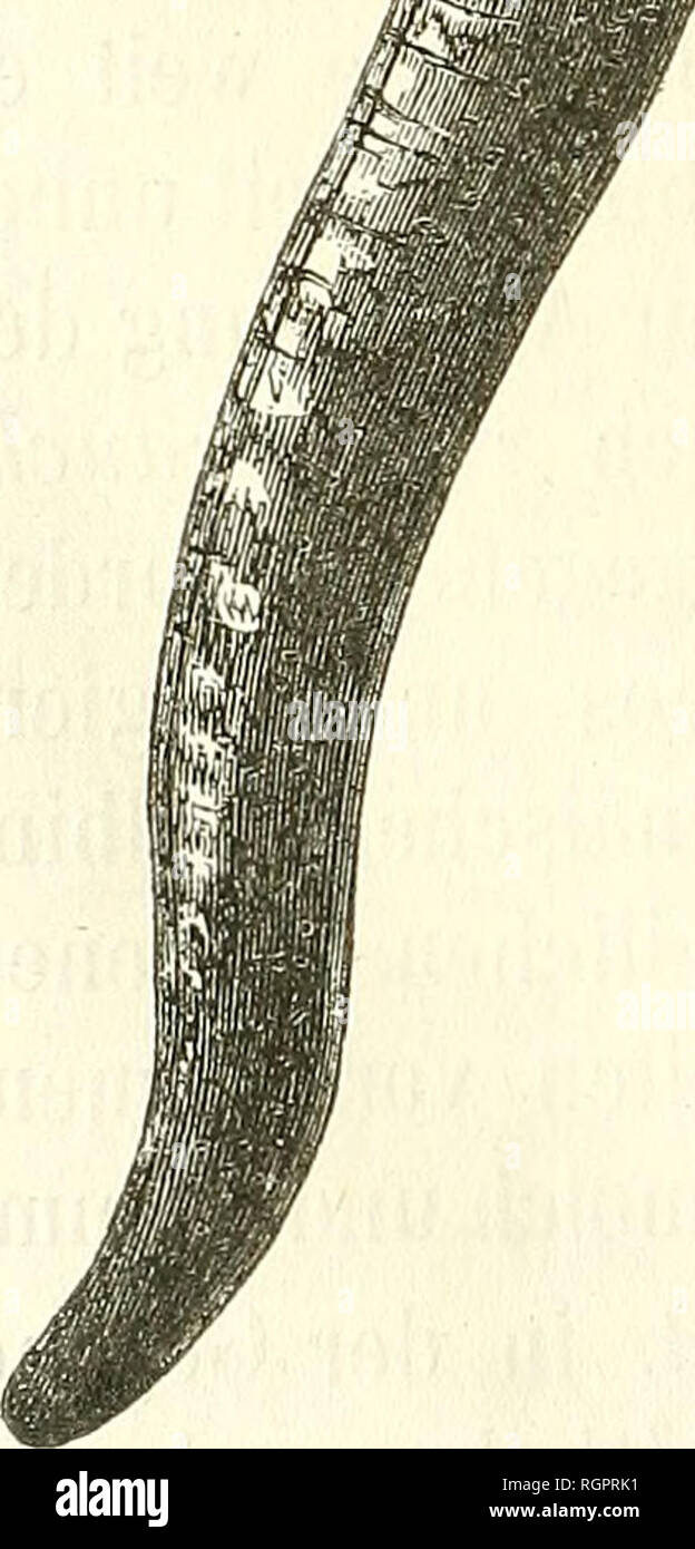 . Bulletin de la société Imperiale des naturalistes de Moscou. Wissenschaft; Biologie; Geologie; Natural History. - 200 - Allgabe von Michahelles entdeckt haben soll. Am häufigsten wird das Thier im Zusatzger&aumlte Andalusiens und in Portugal angetroffen. Bosca*) kennt ihn aus Ciudad-Rea! UndPozo - Hondo. Ich selbst fing ihn bei Al-bacete. Seoane**) führt [ihn für die Provinz Galicien auf. Und dumeril Bibron***) erhielten den Rippen - Molch aus Madrid, von aus ich Gelegenheit gehabt habe, ein Exem- Plar zu untersuchen. Demnach scheint der Pleurodeles Waltlii den südwestlichen Theil von der pyrenäischen H Stockfoto