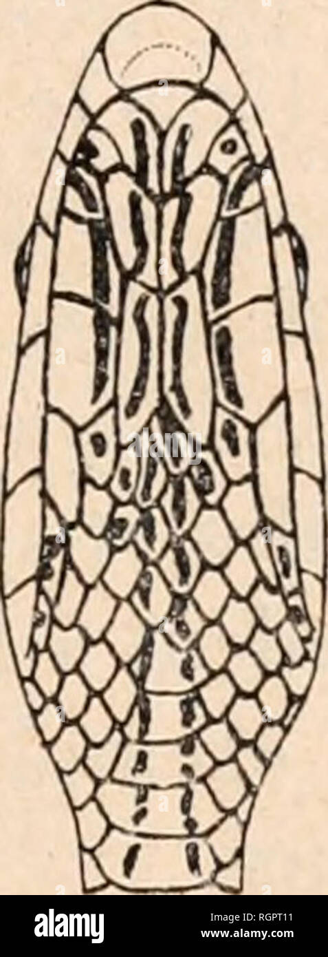 . Bulletin de la société zoologique de France. Zoologie. Fjc. - Psammophis Ixohani 24.11. s. IVlG. - Gesicht Supérieure. -^ latérale. -- Inférieure. plus Longue que les pariétales. Narine entre trois Plaketten, dont l'antérieure est aussi Grande que les deux autres réunies. Loréale Deux Fois plus Longue que groß. Une très largement préoculaire (mi Kontakt avec la Frontale. Deux postoculaires, dont la Supérieure est beaucoup plus Grande que l'inférieure. September labiales supérieures, Les troisième et der Stufe quatrième bordant l'oeil. Temporales: 1 4-2 (1). Quatre labiales inférieures en Contact avec la premi Stockfoto