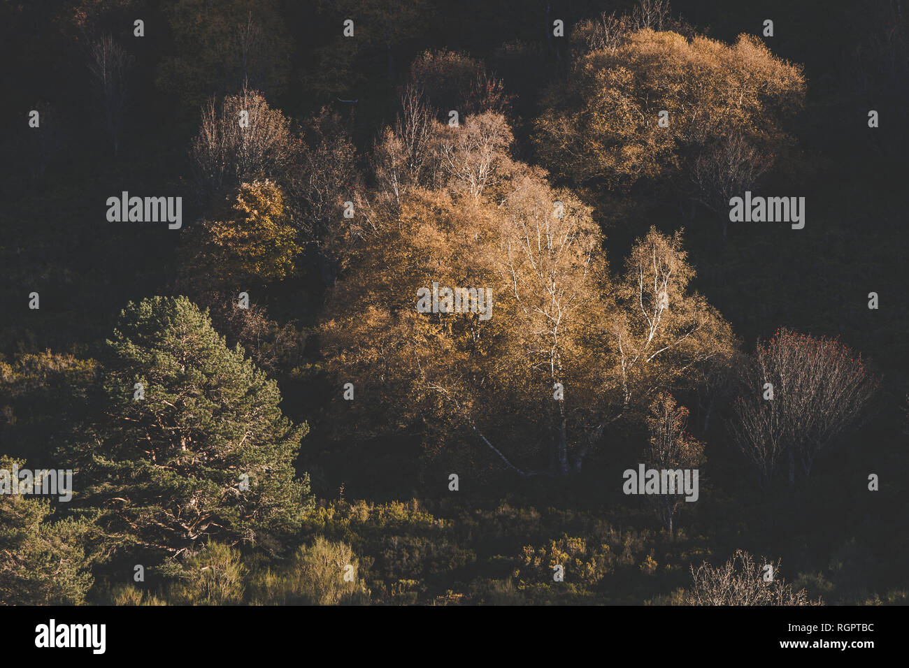 Landschaft mit Bäumen mit hellen Herbstfarben im weichen Licht der Sonne im Wald Stockfoto
