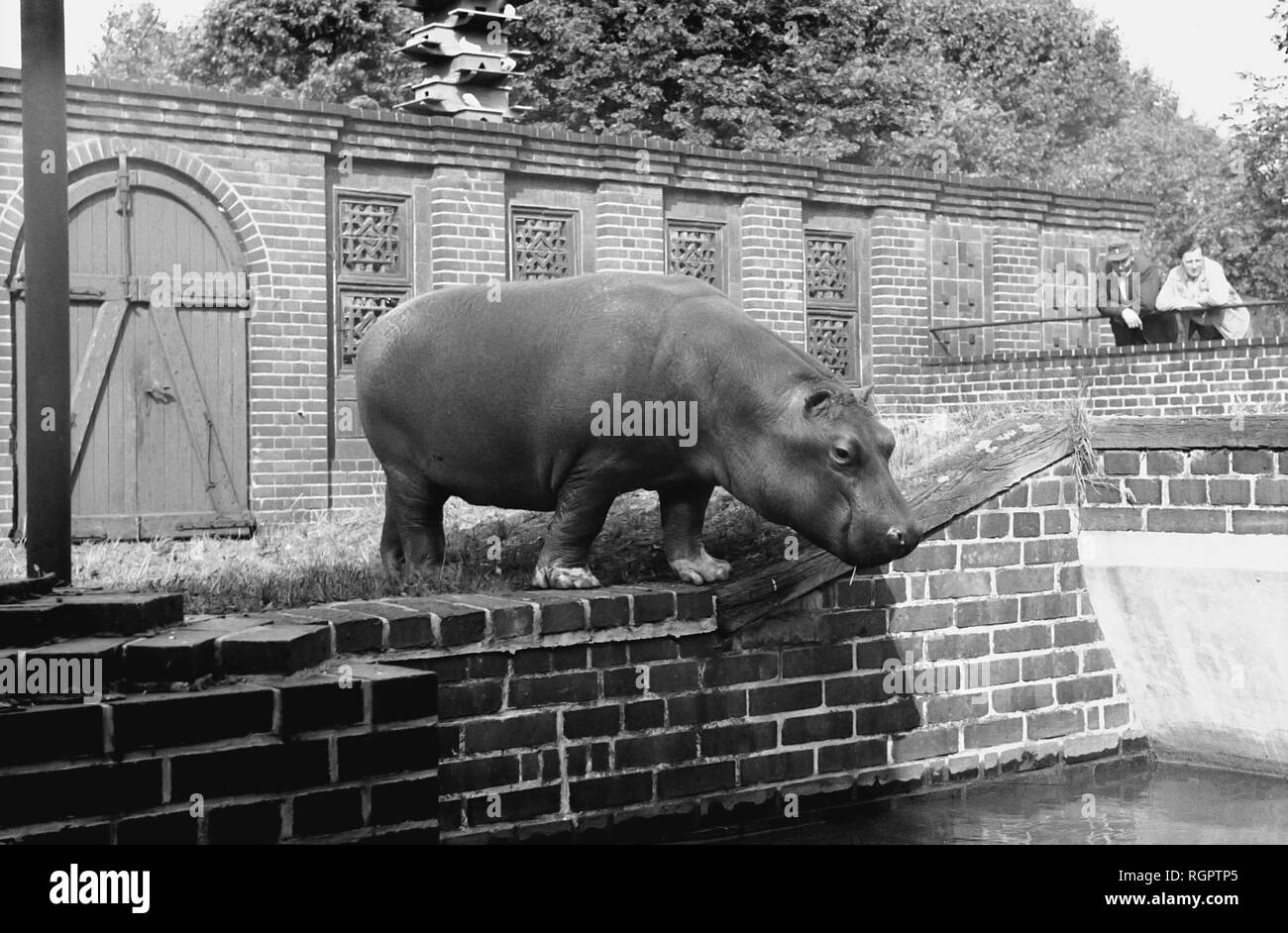Besuch im Zoo, Nilpferd, 1958, Leipzig, Sachsen, DDR, Deutschland Stockfoto