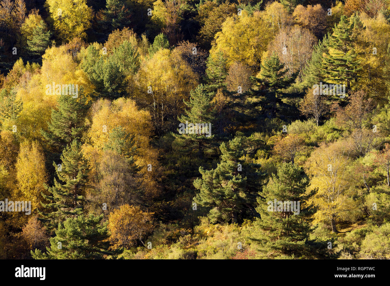 Herbstliche Wälder mit gemischten Bäume im Sonnenlicht Stockfoto