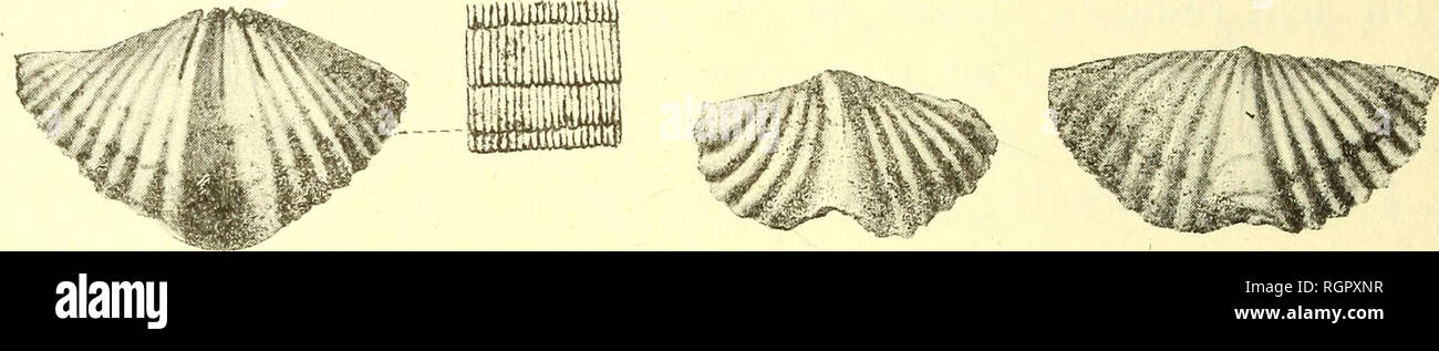 . Bulletin de la SociÃ©tÃ© belge de gÃ©ologie, de palÃ © Ontologie et d'Hydrologie. Geologie und Paläontologie. 330 E. MAILLIEUX. "LES SPIRIFÃRES Spirifer hystericus Schlotheim. Schlotheim semble avoir Dekor signÃ©sous ce Nom de Formes - diffÃ©rentes, n'ayant de commun entre Elles que les Deux profondes Inci-sion des Plaques dentaires dans le moule Internierten. Toutefois, les Zahlen la, b de La Planche XXIX de Die Petrefactenkunde (1820) sind suffisantes, Je pense, gießen Sie reconnaÃ®Tre la forme Art. Auf est à prÃ© gesendet d'accord pour rÃ©Server ce nom à une Espò ¨ ce de Petite Taille, de largeur atteignant so Stockfoto