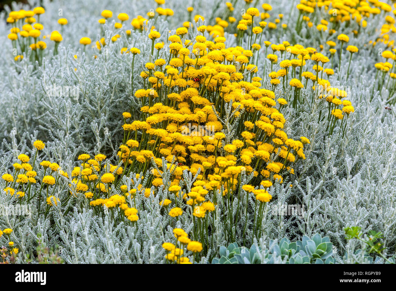 Santolina chamaecyparissus lavender cotton -Fotos und -Bildmaterial in  hoher Auflösung – Alamy