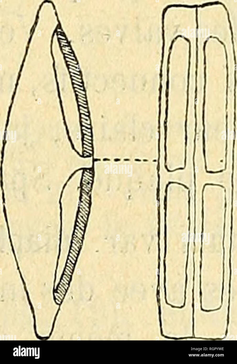 . Bulletin de la société Imperiale des naturalistes de Moscou. Wissenschaft; Biologie; Geologie; Natural History. 16 Division Comme Chez Navicula rhynchocephala (Abb. 7 - 10), Navicula gregaria Donk. Deux Plaketten très asymétriques (Abb. 11); deux ou Quatre placoplastes; s'il Yen ein Quatre, comme sur la Abb. 11, les Deux, disposés en Diagonale, sind Tou-Jours plus Gros que les deux autres. Abteilung des chromatophoren chez Navicula gregaria Donk. Abb. 11 - Struktur normale. Abb. 12 - 15 - Stadien de Division. Abb. 12 et 13 - appartiennent au même Champagnerkelch, de même les Abb. 16. Navlcu-Abb. 14 et 15. • La e Stockfoto