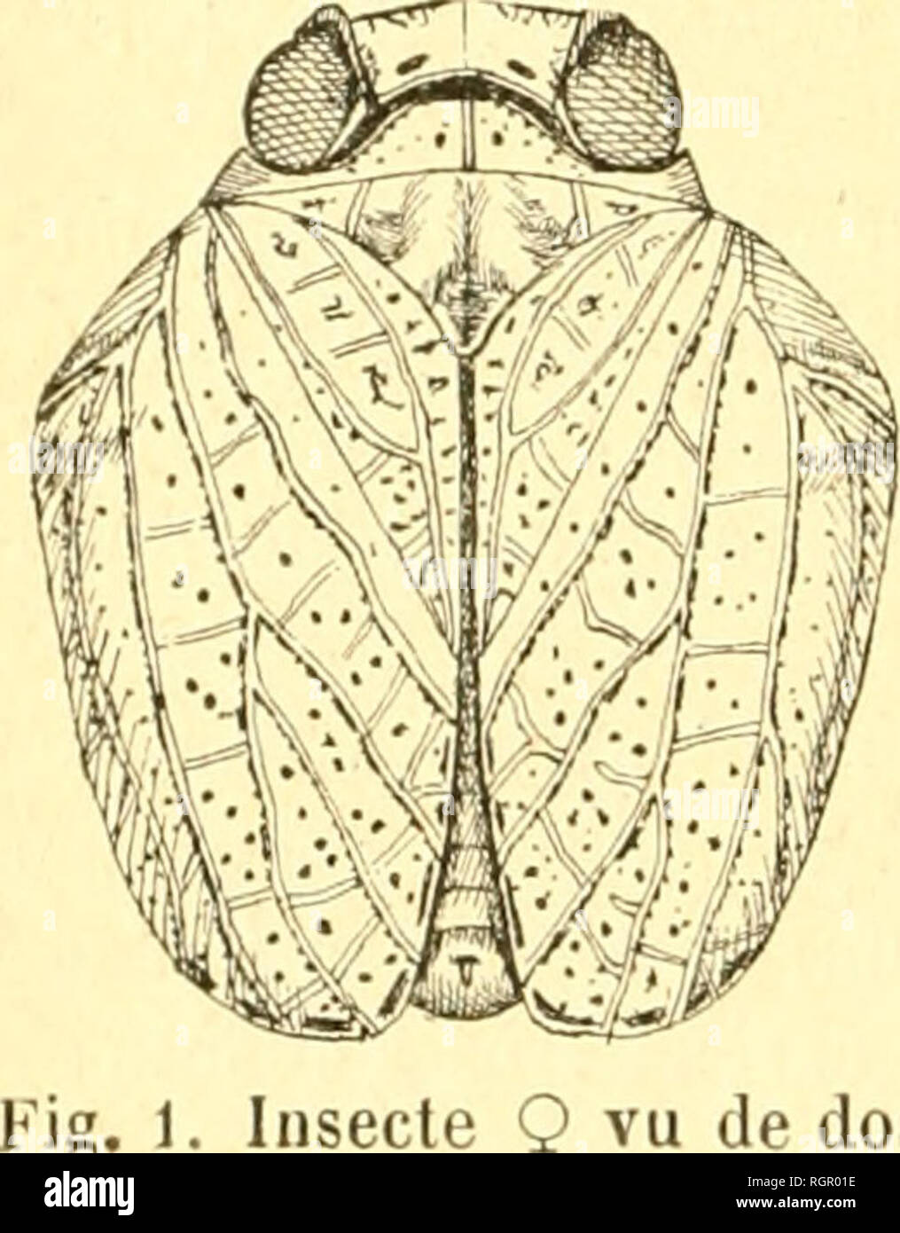 . Bulletin de la SociÃ©tÃ© entomologique de France. Entomologie. 106 Bulletin de In entoviologique SociÃ©tÃ© de France. plus große au Milieu qu'en Haut (Länge sur le Côté lÃ©s 1 mm, 0 mm largeur en haut. 70. die Länge au Milieu 0 mm. 80, largeur au Milieu Omm. Oo). Bord supÃ©rieur anguleusement sinuÃ ©; bords latÃ©raux relevÃ©s et Cou-Hosen; une seule carÃ ¨ ne mÃ©Diane saillante et coupante; Vers le Premier Tiers, un-calus blanchÃ¢tre, transversal, qui, Chez schneckaufkommen Exemplare Ã caractÃ¨res accusÃ© s, Semble se prolonger latÃ©ralement Vers le clypÃ © uns en un bourrelet qui encadre une Dekor pression m Stockfoto