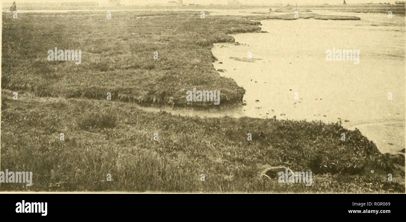 . Bulletin de la SociÃ©tÃ© royale de botanique de Belgique. SociÃ©tÃ© royale de botanique de Belgique; Botanik. BULLETIN DE LA SOCIÃTÃ ROYALE DE BOTANIQUE DE BELGIQUE. T. XLIV. Schorres,. Phot. S 4. Schorre au bord de La Crique de Lombartzyde (phot. 93), María Ã©e Basse. - Juillet 1907.. Bitte beachten Sie, dass diese Bilder sind von der gescannten Seite Bilder, die digital für die Lesbarkeit verbessert haben mögen - Färbung und Aussehen dieser Abbildungen können nicht perfekt dem Original ähneln. extrahiert. SociÃ©tÃ© royale de botanique de Belgique. [Bruxelles]: La SociÃ©tÃ© Stockfoto