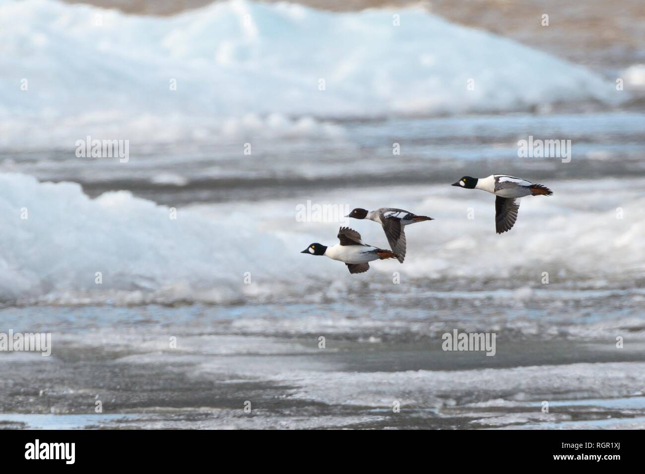 Drei Schellente (Bucephala clangula) Migration über Wind See Eis in der Nähe der Küste im Frühjahr angehäuft, Peipsi, Estland, April. Stockfoto