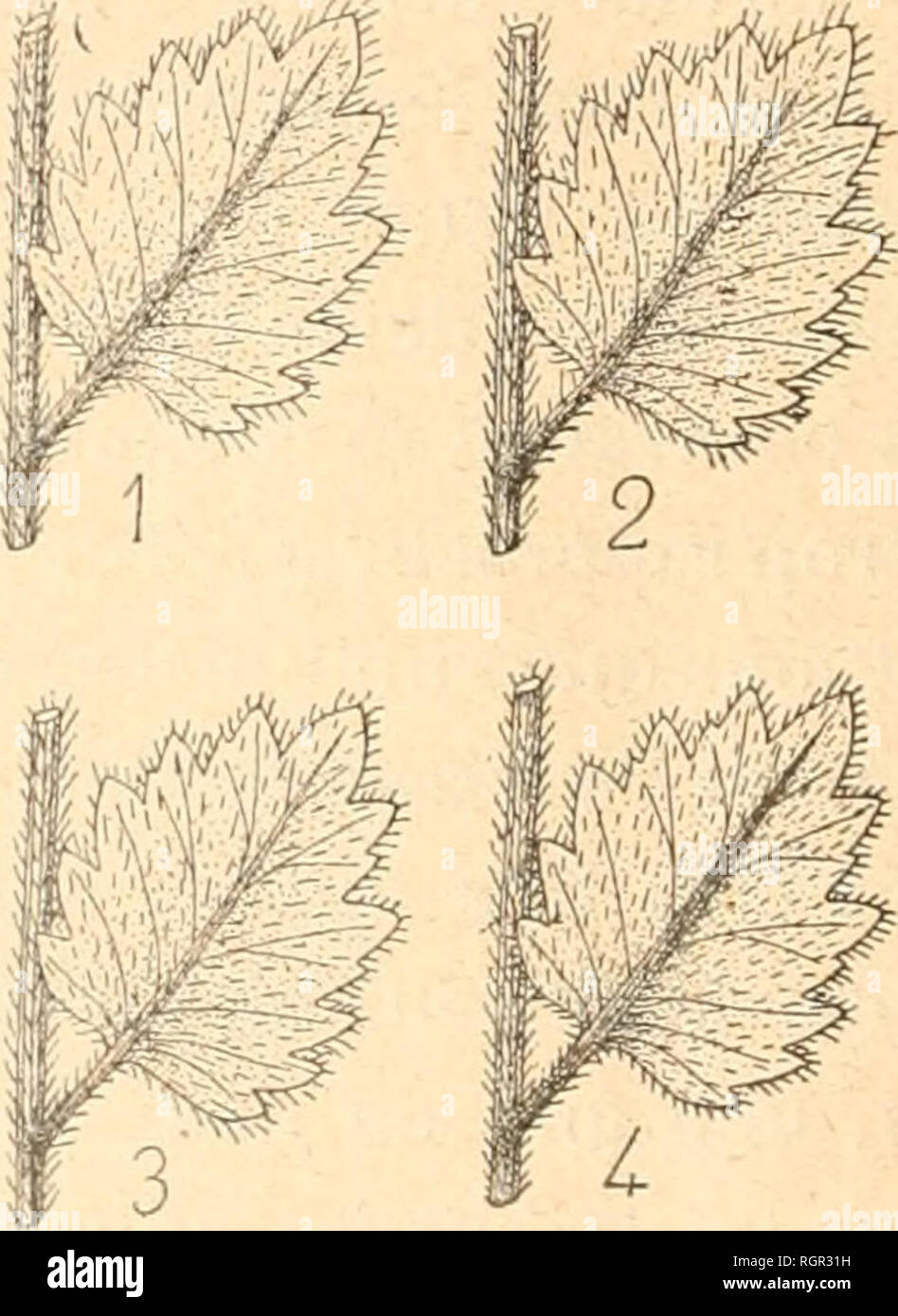 . Bulletin de la SociÃ©tÃ© linnÃ©enne de Normandie. Natural History; natürliche Geschichte - Frankreich. Â 164 â reproduira la Gravure rÃ©duite. Les Dessins pour la Photogravure anspruchsvolle une trÃ¨s grande propretÃ©, la Photographie reproduisant fidÃ¨lement toutes les Haken, mettez une Feuille de papier sous votre Main. Les Korrekturen doivent Ãªtre faites avec Le plus Grand soin, Car le moindre Dekor faut se trouve Repro-duit et devient ins Plus deutlich. Les grattoirs varient de forme depuis le petit grattoir du Litho-graphe jusqu'à la lame allongÃ©e du grattoir ressem - langweilig À un chacun scapel, Pre Stockfoto