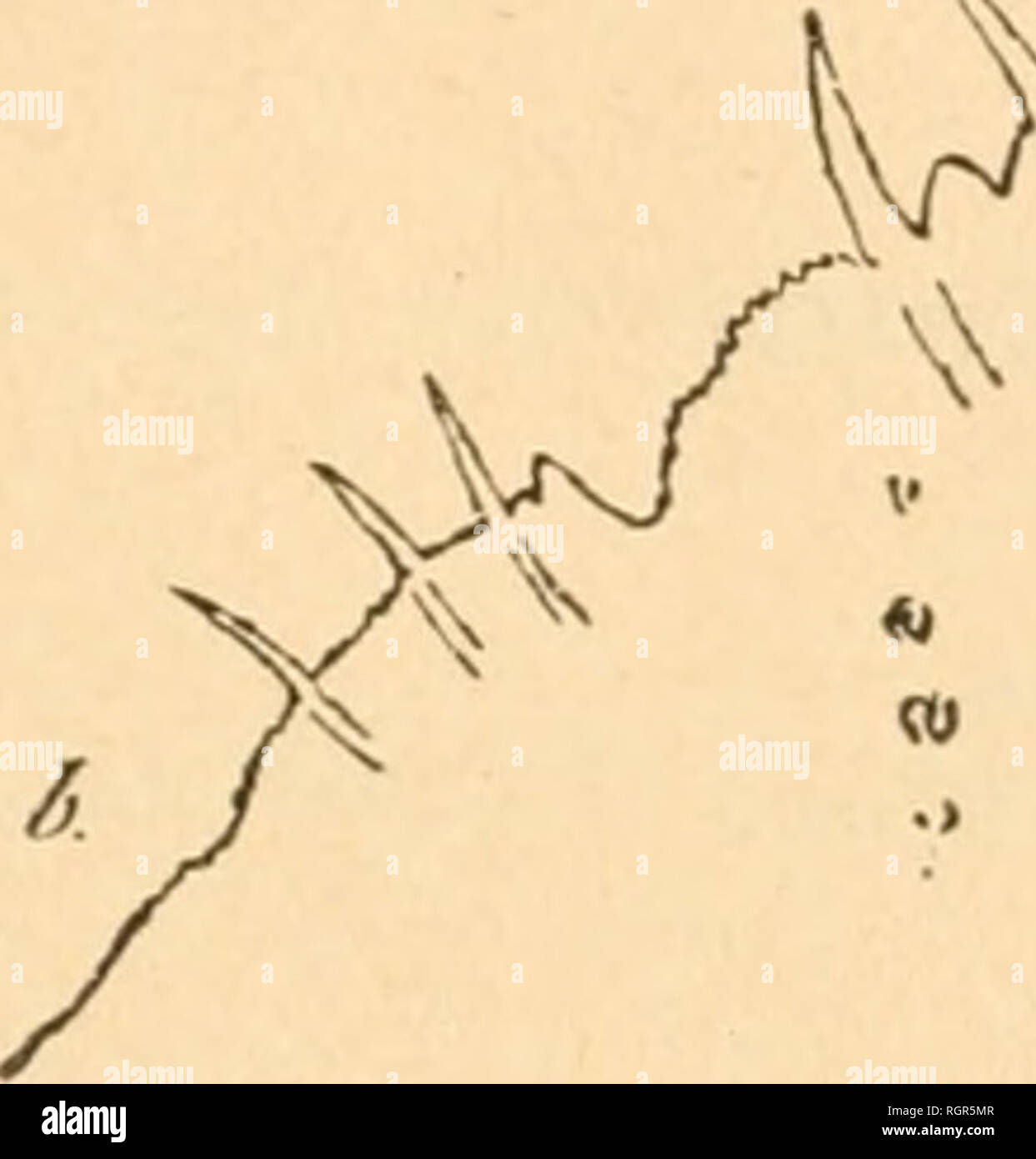 . Bulletin de la SociÃ©tÃ© zoologique de France. Zoologie. SÃANCE DU 26 DÃCEMBRE 1893 2. S puis 3 est le plus Petit; une grande Plakette spiniforme; puis Deux petits Lappen, prÃ©sentant Le Premier deux entailles, le Zweite une entaille; puisa une trÃ¨s grande Plakette spiniforme: une Petite; saillie puis puis une autre Plakette spiniforme; puis Un große lobe aplati, finement denticulÃ ©; saillie entaillÃ puis une © e; puis puis spiniformes quatre Plaketten; une Petite; saillie puis une grande Plakette spini - forme; puis Un grand lobe aplati, finement denticulÃ ©; saillie entaillÃ puis une © e; enfin Trois plaqu Stockfoto