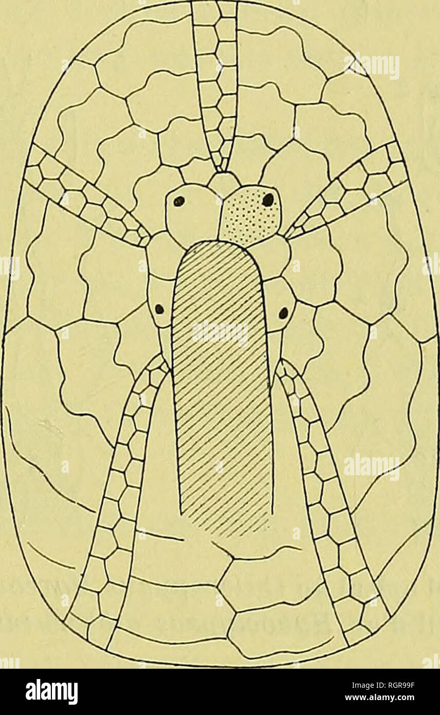 . Bulletin de la SociÃ©tÃ© gÃ©ologique de France. Geologie. 1897 BEITRAG A L ETUDE DES ECHINIDES FOSSILIEN 837 Le genre Galeropygus, crÃ©Ã© par mÃªme Cotteau avant qu'il en connÃ "t Bien l'appareil, ditÃ¯Ã¨re du genre Hyboclypeus Agassiz par la Disposition de ses Plaketten apicales. Chez les Galeropygus les deux Plaketten ocellaires 11 et IV ne se rejoignent Pas, sÃ©parÃ©es Qu'elles sind Gleichheit des Plaques supplÃ©mentaires; chez les Hyboclypeus, Au contraire, les deux mÃªmes ocellaires sind en Kontakt par leur Côté tÃ© Internierten, comme dans les appareils intercalaires des Holaster et des Echinocorys; Stockfoto