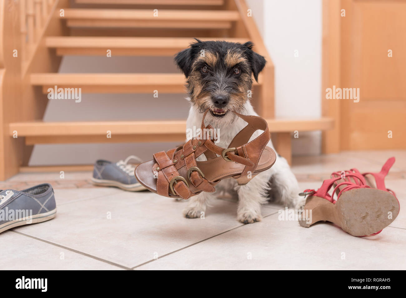 Kleinen Niedlichen gehorsamen Hund hält einen Schuh von clickertraining - Jack Russell Terrier 2 Jahre alt Stockfoto