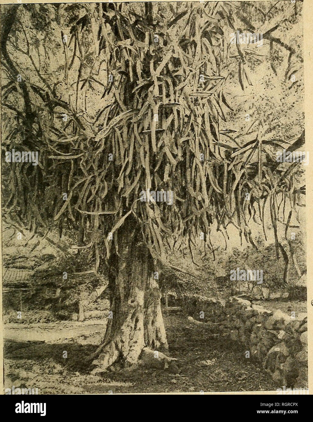 . Bulletin de la SociÃ©tÃ© nationale d'Acclimatation de France. SociÃ©tÃ© nationale d'Acclimatation de France; Tiere; Zoologie, Wirtschaft, Botanik, Wirtschaftliche. CULTUPE INDIGENE DE SCHNECKAUFKOMMEN CEREUS 183 "d'Ãªtre propagÃ©e dans le Midi de la France, oii Elle aurait Chance • de Compter parmi les Essenzen FruitiÃ¨res apprÃ©ciÃ©es, si toutefois appliquait auf Lui les procÃ©Dekor s culturaux qui ont Ã©tÃ© mentionnÃ©s plus Haut.. Abb. 6. Pitahayo, cultivÃ © sur un Cordia. Â SPÖ © cimen Ã¢gÃ©d'environ une vingtaine d'annÃ©es. Hacienda de Huejotitan (Jalisco). Par Son de croissance qui Porte à la plante Stockfoto