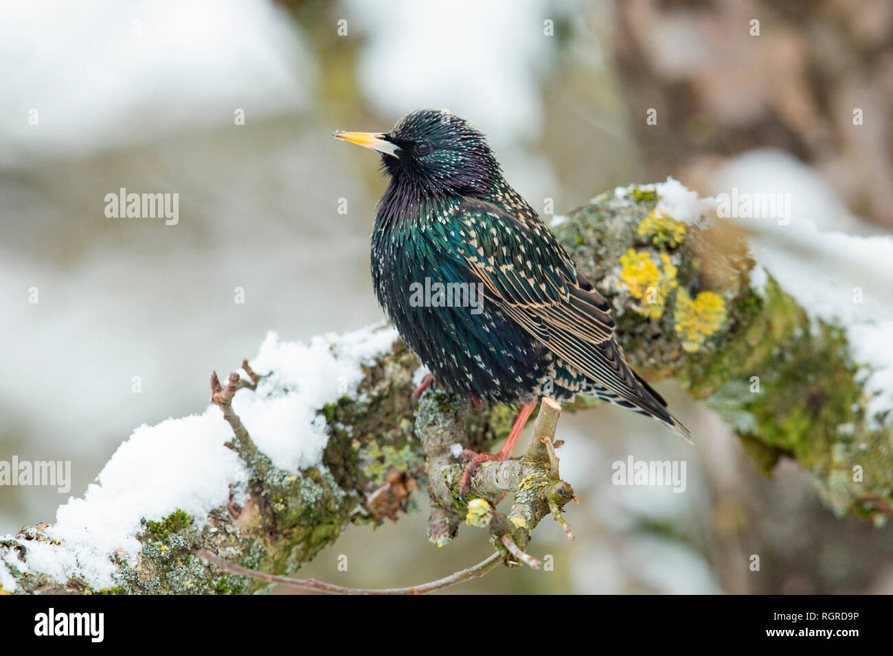 (Common Starling, Sturnus vulgaris) Stockfoto