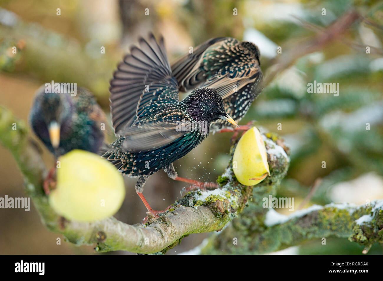 Gemeinsame Stare (Sturnus vulgaris) Stockfoto