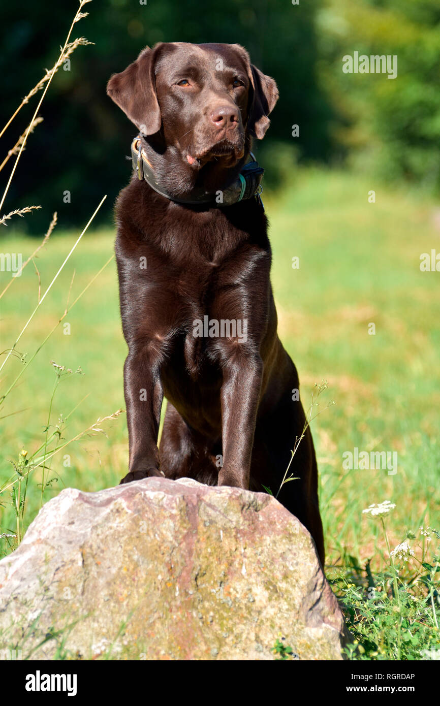 Labrador Retriever, Schokolade Stockfoto