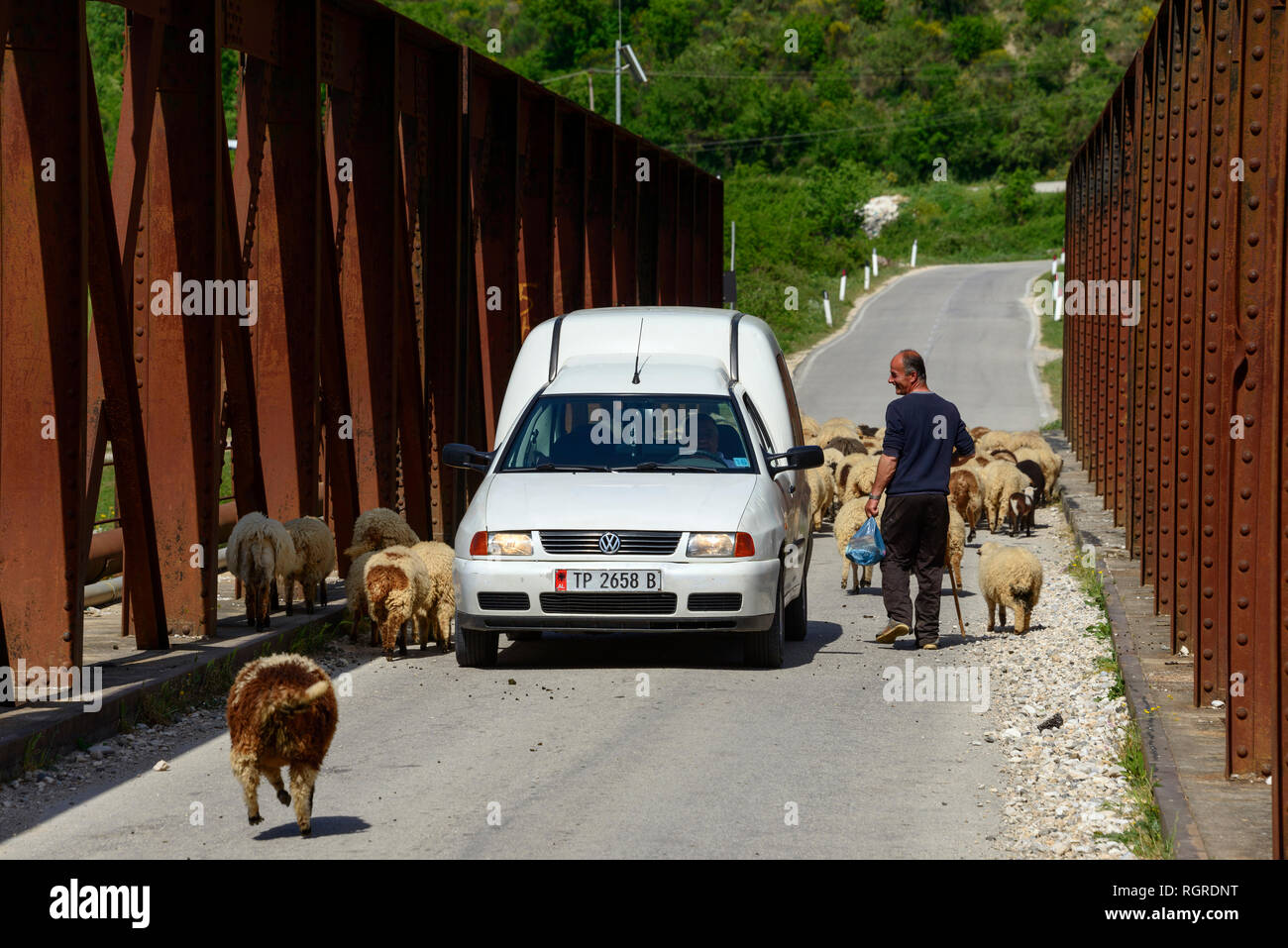 Hausschafe und Auto, auf der Brücke über den Fluss Drino, in der Nähe von Tepelene, SH 75, Albanien Stockfoto