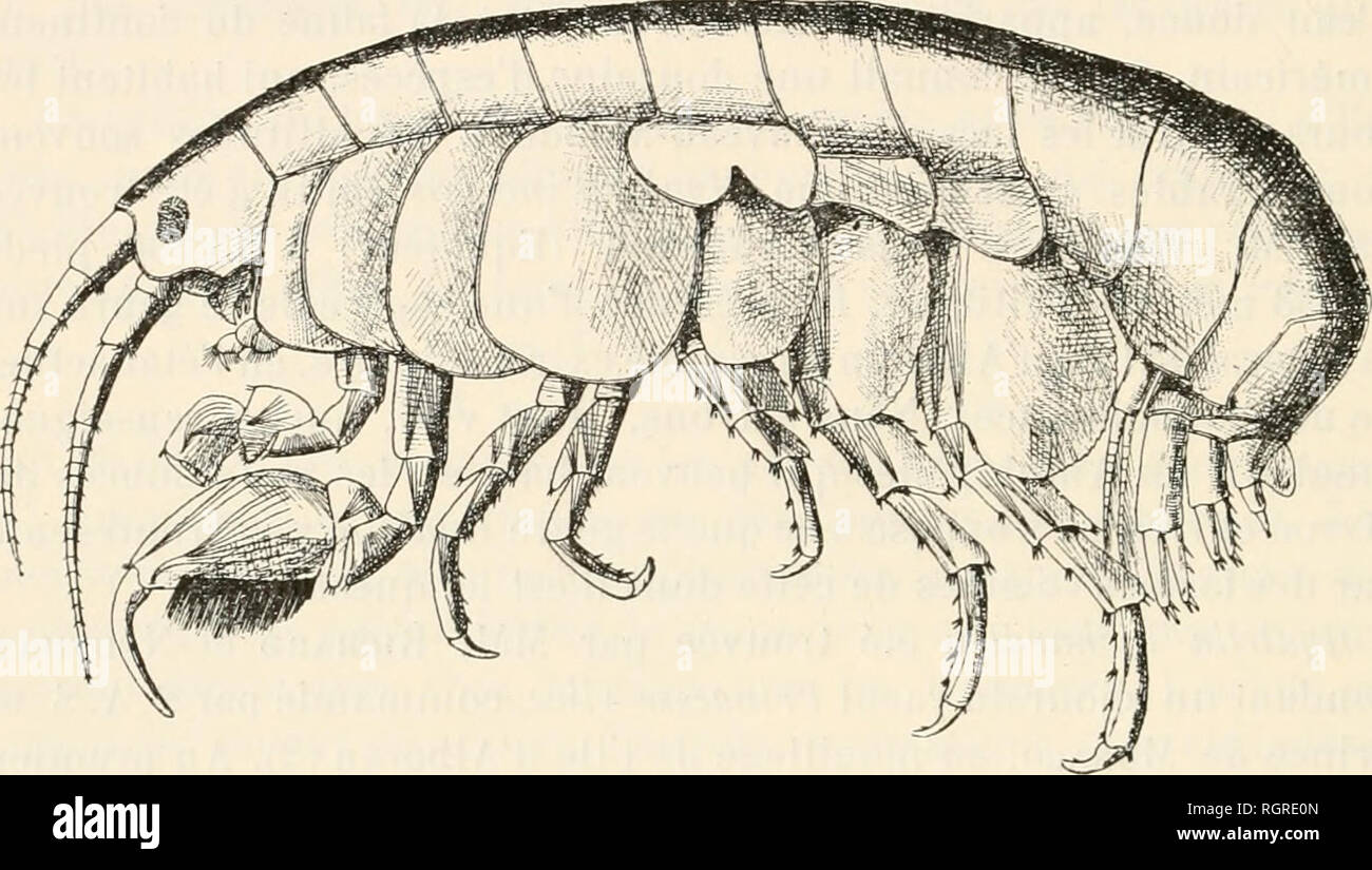 . Bulletin de la SociÃ©tÃ© zoologique de France. Zoologie. 224 SÃANCE DU 25 Novembre 1902 MÃ¢ le. "Le Corps, Ã © pais et peu comprimÃ©, mesurait 8 millimÃ¨Tres de Länge, dans la position l'animal est oÃ¹ figurÃ © ici (Abb. 1). La tÃ¨te, Forte et assez allongÃ©e, n'atteint pas tout À fait la Länge des Deux premiers Segmente du mÃ©sosome. Les Angles latÃ©raux sind largement arrondis. Les Plaques coxales des Quatre premiÃ¨res Paires sind beaucoup plus Hautes que les Segmente correspondants du mÃ©sosome. En particulier, les Plaques coxales delÃ quatriÃ¨me Paire atteignent plus du Doppel de la Hau Stockfoto