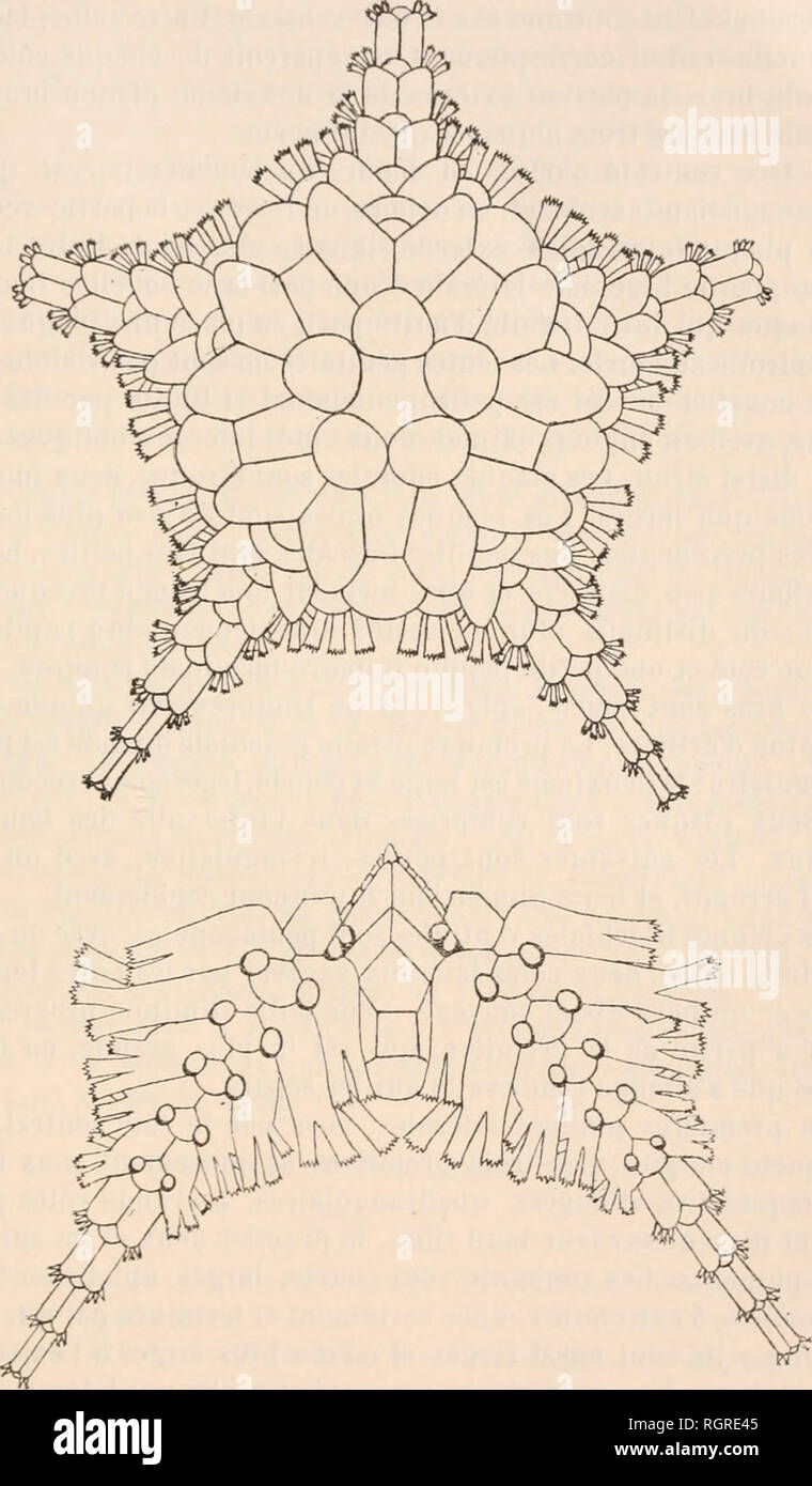 . Bulletin de la société zoologique de France. Zoologie. SÉANCE DU 10. DEZEMBER 1901 223 leur Länge et séparés en Dehors par les Deux premières Plaques. Abb. 1 et 2. - Opltyophycis mirabilis. Brachiales dorsales. Dans Les Espaces interradiaux, auf Remarque. Bitte beachten Sie, dass diese Bilder sind von der gescannten Seite Bilder, die digital für die Lesbarkeit verbessert haben mögen - Färbung und Aussehen dieser Abbildungen können nicht perfekt dem Original ähneln. extrahiert. Société zoologique de France. Paris: La Société Stockfoto